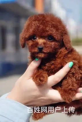 精品泰迪熊幼犬/实物拍摄/纯种健康质保 - 图片 2