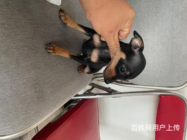 自家小体小鹿出售 - 图片 3