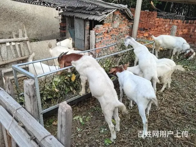 山羊 - 图片 1