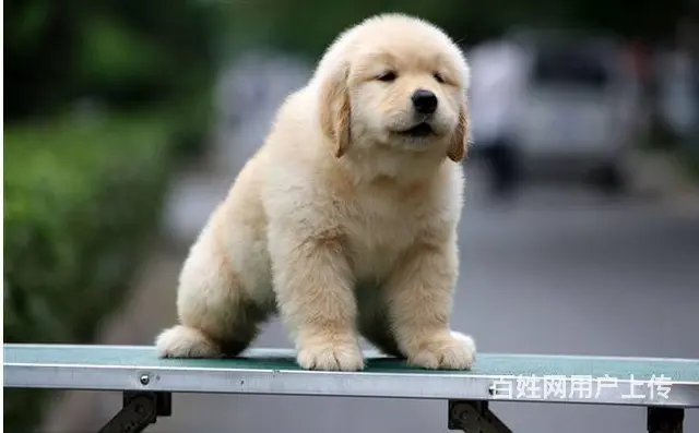 广州纯种金毛犬价格 狗舍直销 包纯种健康签协议 - 图片 2