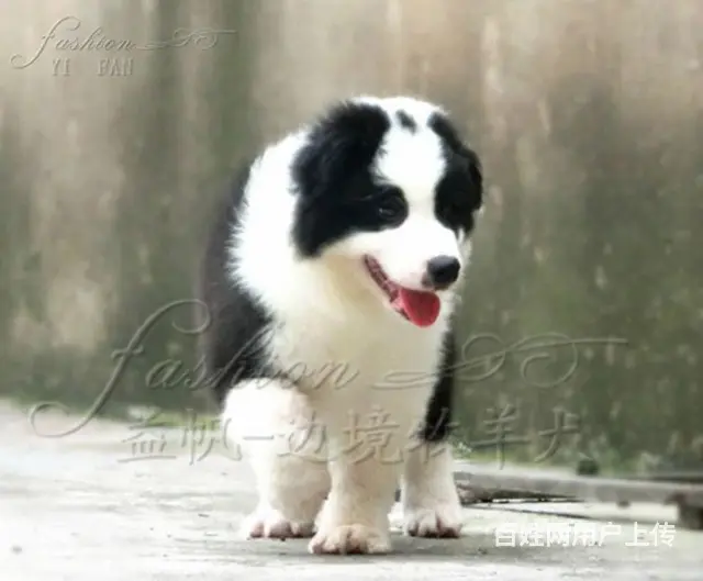 出售   高品质边牧宝宝【益帆边境犬舍】 - 图片 6