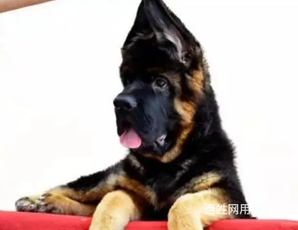 精品德国牧羊犬幼犬多少钱 纯种垂系牧羊犬繁殖基地 - 图片 7