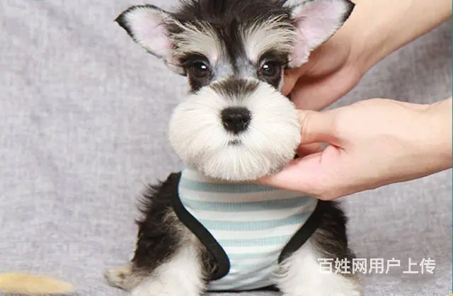 纯种椒盐色雪纳瑞犬出售 体型小巧萌宠雪纳瑞幼犬保证 - 图片 4
