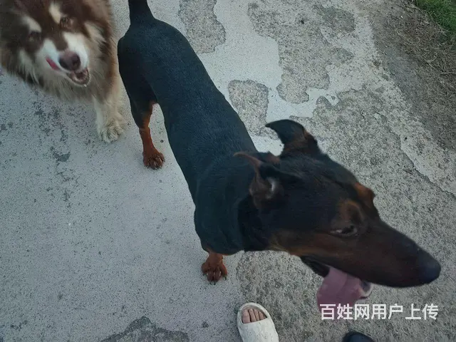 配种 - 图片 3
