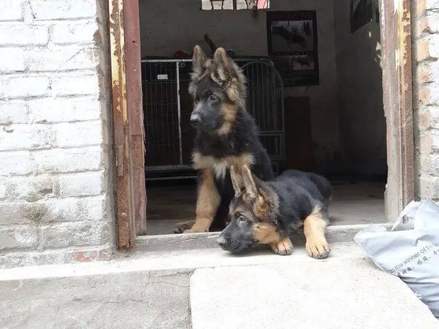 精品德国牧羊犬、黑神、千万等名犬血系、可视频 - 图片 3