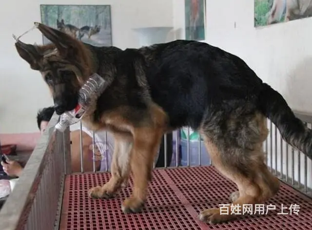 中国锤系德牧 铭血后代震撼亮相 黑脸大头黑红分明 - 图片 4