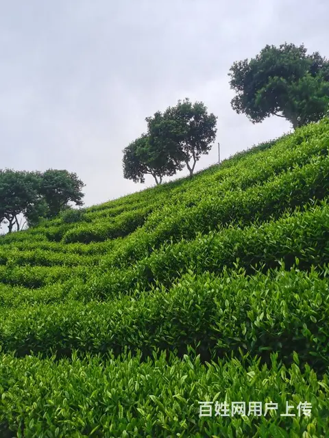 安吉白茶苗 扦头基地 茶苗直销 小戴白茶 - 图片 3