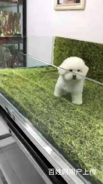 淄博活泼可爱纯种比熊幼犬宝宝血统纯正毛量丰富 - 图片 10