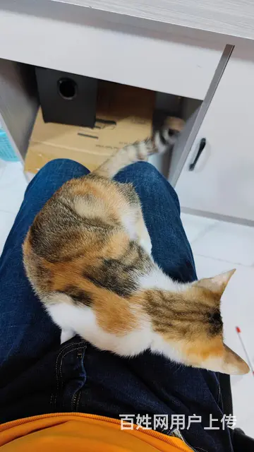小橘猫找人领养 - 图片 9