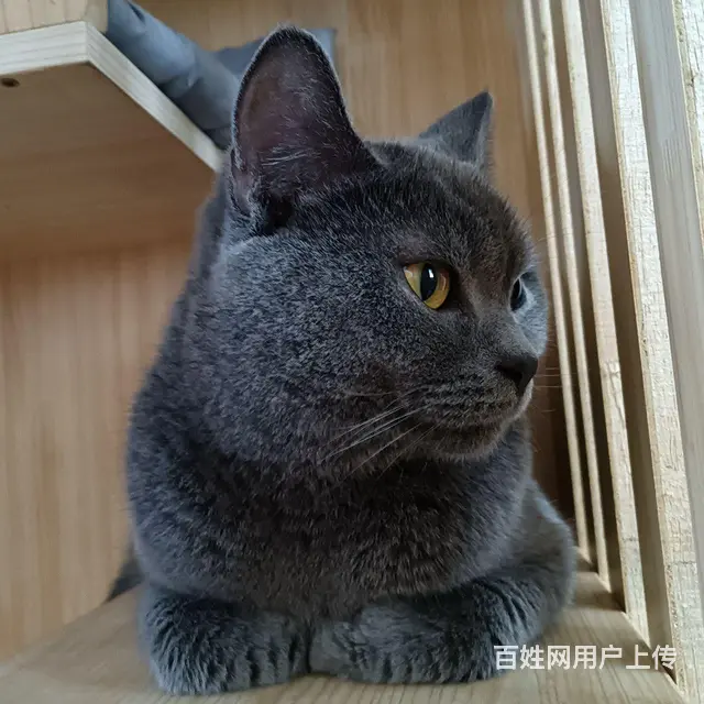 淘气蓝猫抱回家随便撸 - 图片 7