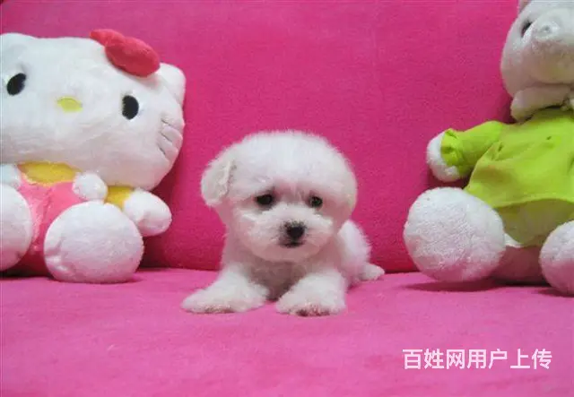 老店已装修好 纯种健康猫狗 喜欢上门看实物或视频 - 图片 3