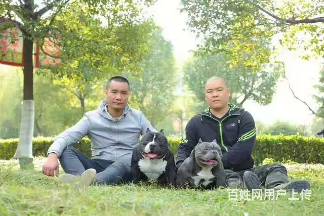 辽阳恶霸犬出售 - 图片 5