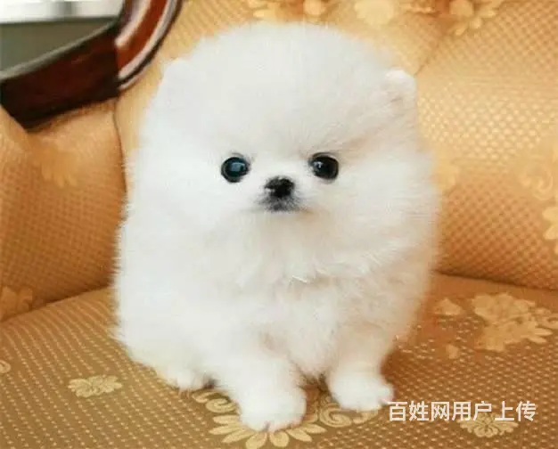 黄色炸毛博美犬精品小俊介哪里卖博美出售博美价格 - 图片 3