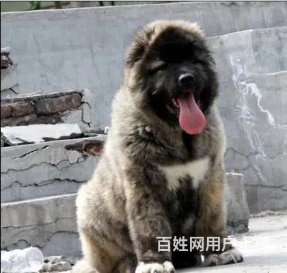 纯种赛级高加索 公母均有颜色齐全 三年质保协议 - 图片 1
