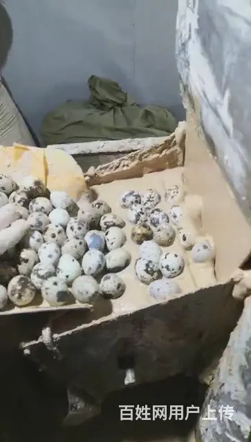 鹌鹑蛋皮蛋变蛋机器每小时五万枚彭师傅皮蛋机 - 图片 2