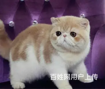哪里有纯种英短蓝猫 无病无癣包健康疫苗已做保健 - 图片 1