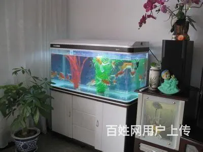 专业鱼缸清洗 维护 造景 鱼缸维修 - 图片 3