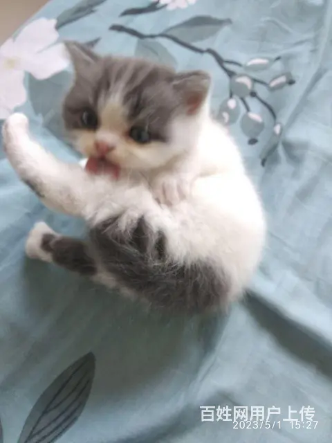 猫 - 图片 1