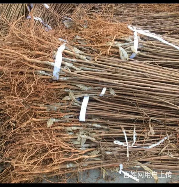 出售各种果树苗 - 图片 8