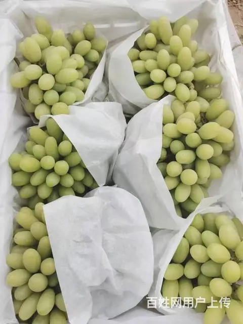 水果批发市场 配送全成都酒店 食堂 学校 单位上门 - 图片 3