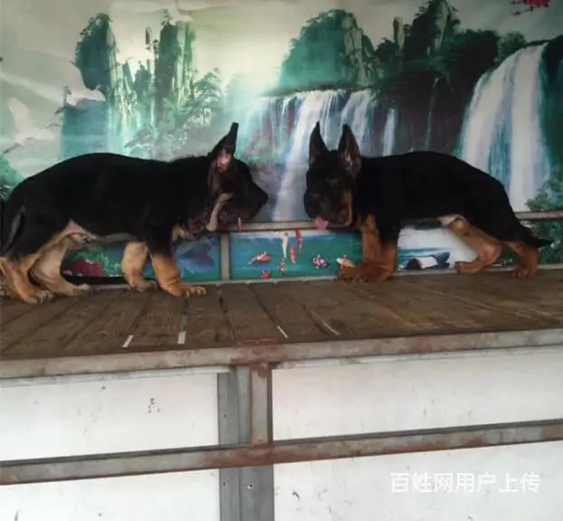 纯种德牧 锤系德牧幼犬基地 多只极品幼犬出售, - 图片 3