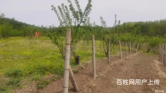 阿城红星水库沙滩浴场房屋采摘园出租 - 图片 5