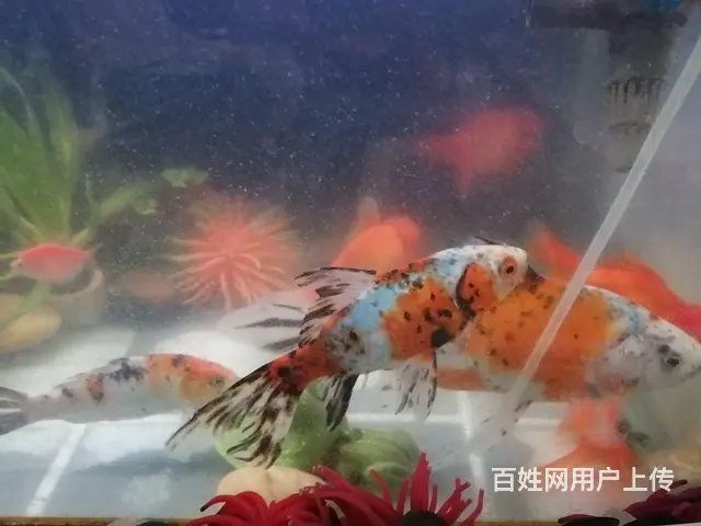 国狮金鱼，糖果天使鱼 - 图片 6