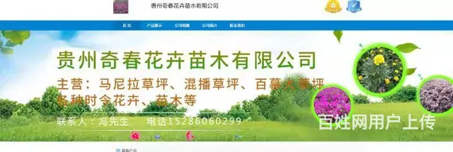 贵州绿化苗木批发，工程苗木批发，地被小苗批发 - 图片 1