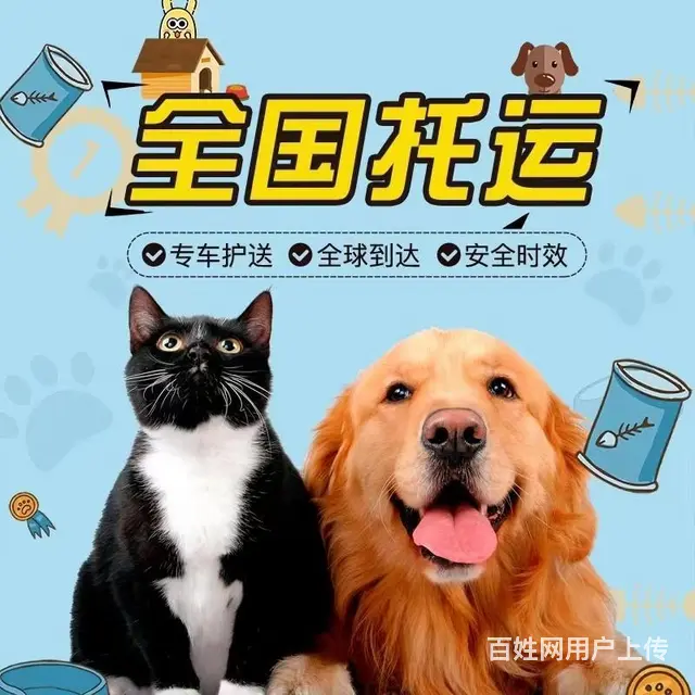 莱阳宠物托运（猫咪狗狗）（承接活体运输邮寄）代办检疫证 上门 - 图片 1
