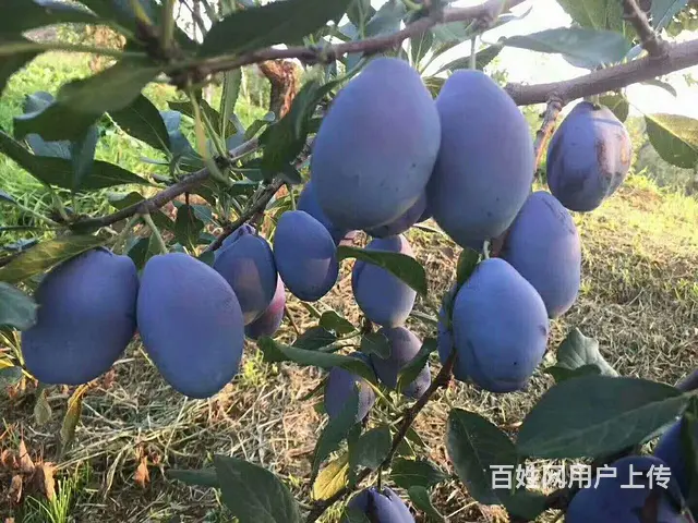 卖果树东北大苹果 大地黑土 鹿粪鸡粪猪粪专业团队 - 图片 6