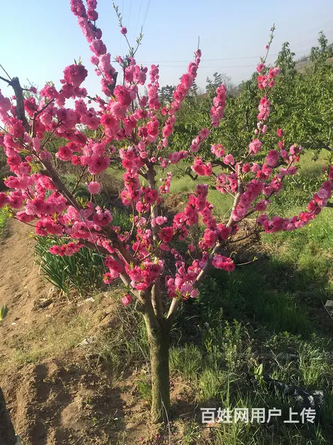 优质碧桃桃花、桃子 - 图片 1