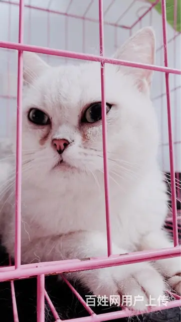 银渐层猫咪500一只 - 图片 1