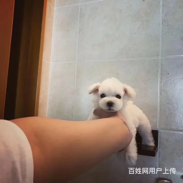 淮南哪里有卖雪纳瑞犬，雪纳瑞市场价格 - 图片 6