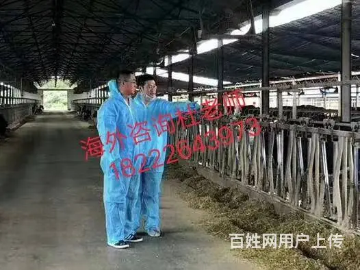 澳洲直招 （无费用）年薪60万华人雇主担保工签 - 图片 4