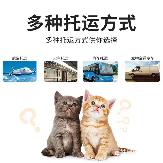 常州宠物托运 （猫狗活体运输）宠物快递至全国 - 图片 3