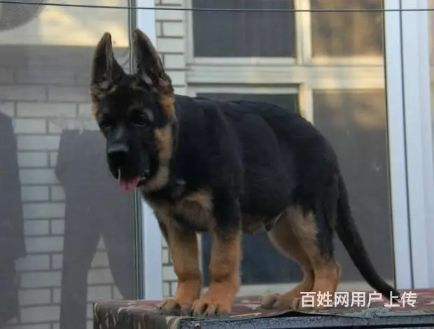 广州纯种德国牧羊犬价格 狗舍直销 包纯种健康签协议 - 图片 12