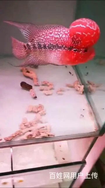 泰国罗汉鱼专卖 - 图片 3