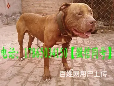 常年出售纯种比特犬 包活签购犬合同和协议 - 图片 3