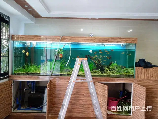 广州天河上门清洗鱼缸，珠江新城清洗鱼缸维修鱼病防治 - 图片 2