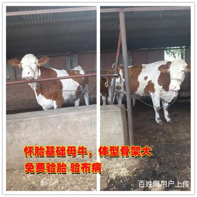 400斤的 西门塔尔牛苗 现在什么价钱 - 图片 1