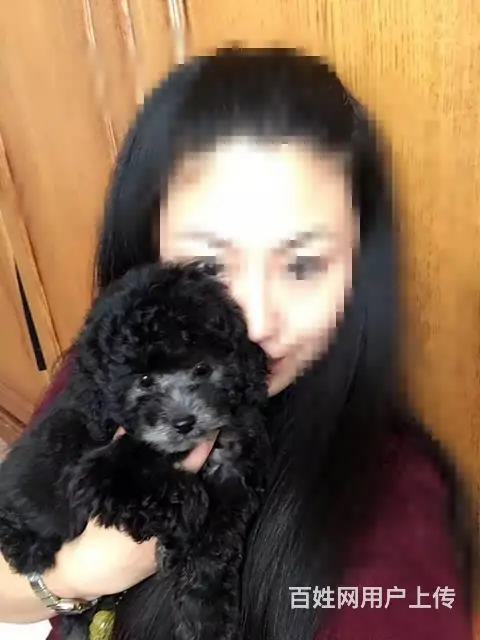 纯种泰迪 玩具贵宾犬 茶杯泰迪犬 泰迪熊幼犬 - 图片 8