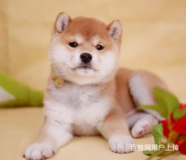 纯种柴犬 赤红色柴犬 黑色柴犬 三个月包退换保健康 - 图片 5