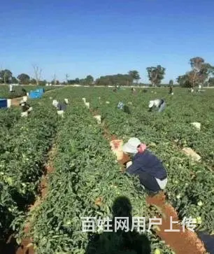 现在出国到新西兰做劳务可靠吗，建筑工司机农场普工 - 图片 4