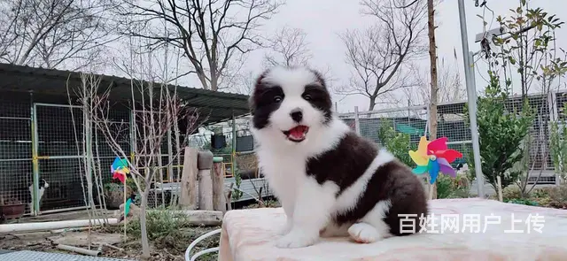 宿迁益帆边境牧羊犬犬舍，共克疫情，平安度过 - 图片 3