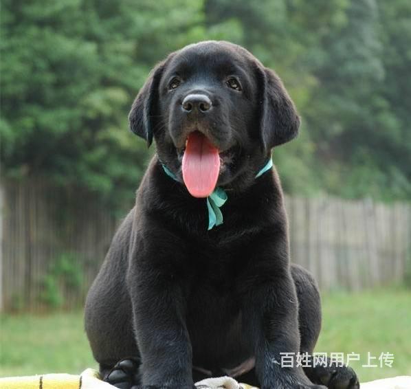 哪里有卖奶油色拉布拉多的 纯种奶油色拉布拉多价格的图片