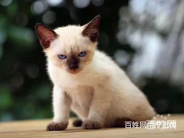 精品繁殖暹罗猫 品相佳 疫苗驱虫全无廯 签协议 - 图片 5