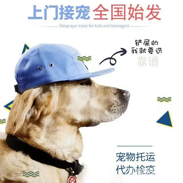 丽水云和宠物托运 （猫狗活体运输）宠物快递至全国 - 图片 3