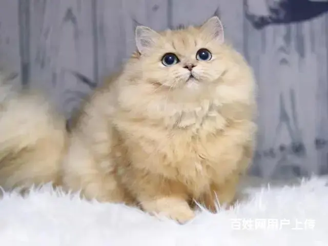 吕梁猫舍金渐层猫多少钱一只哪里有本地买自家猫舍繁殖 - 图片 3