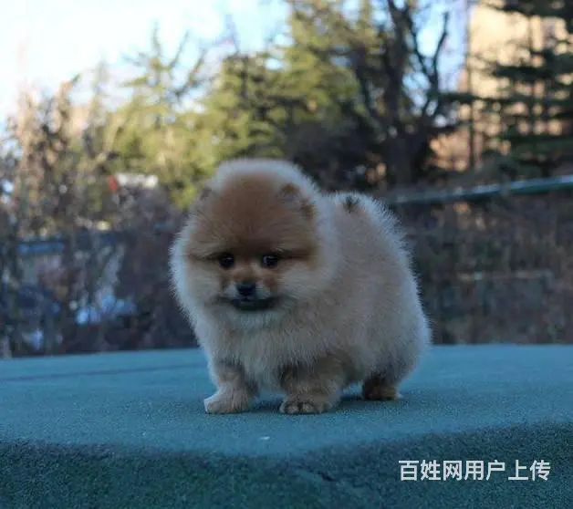 北京哈多利系博美犬 纯种茶杯俊介博美出售 - 图片 5