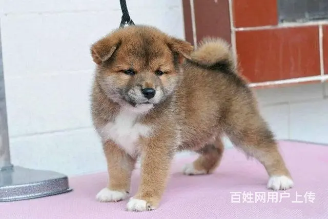 哪卖柴犬幼犬 黑色柴犬 赤红色柴犬 签协议 - 图片 8